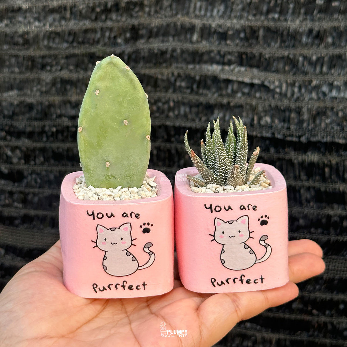 PINK – “You Are Purrfect” Planter