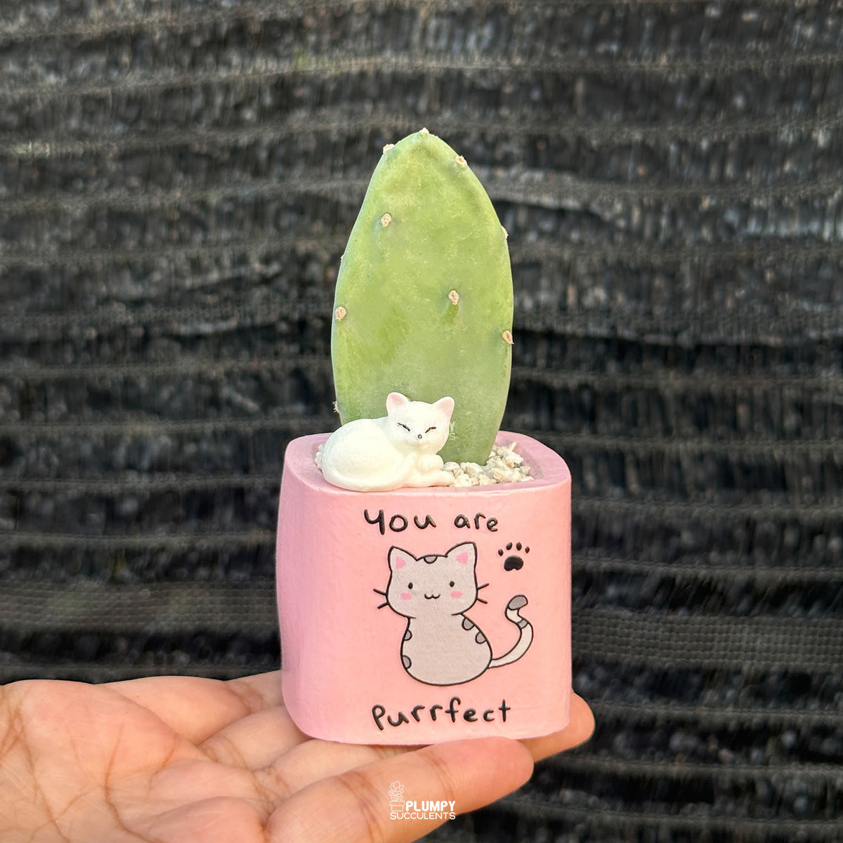 PINK – “You Are Purrfect” Planter