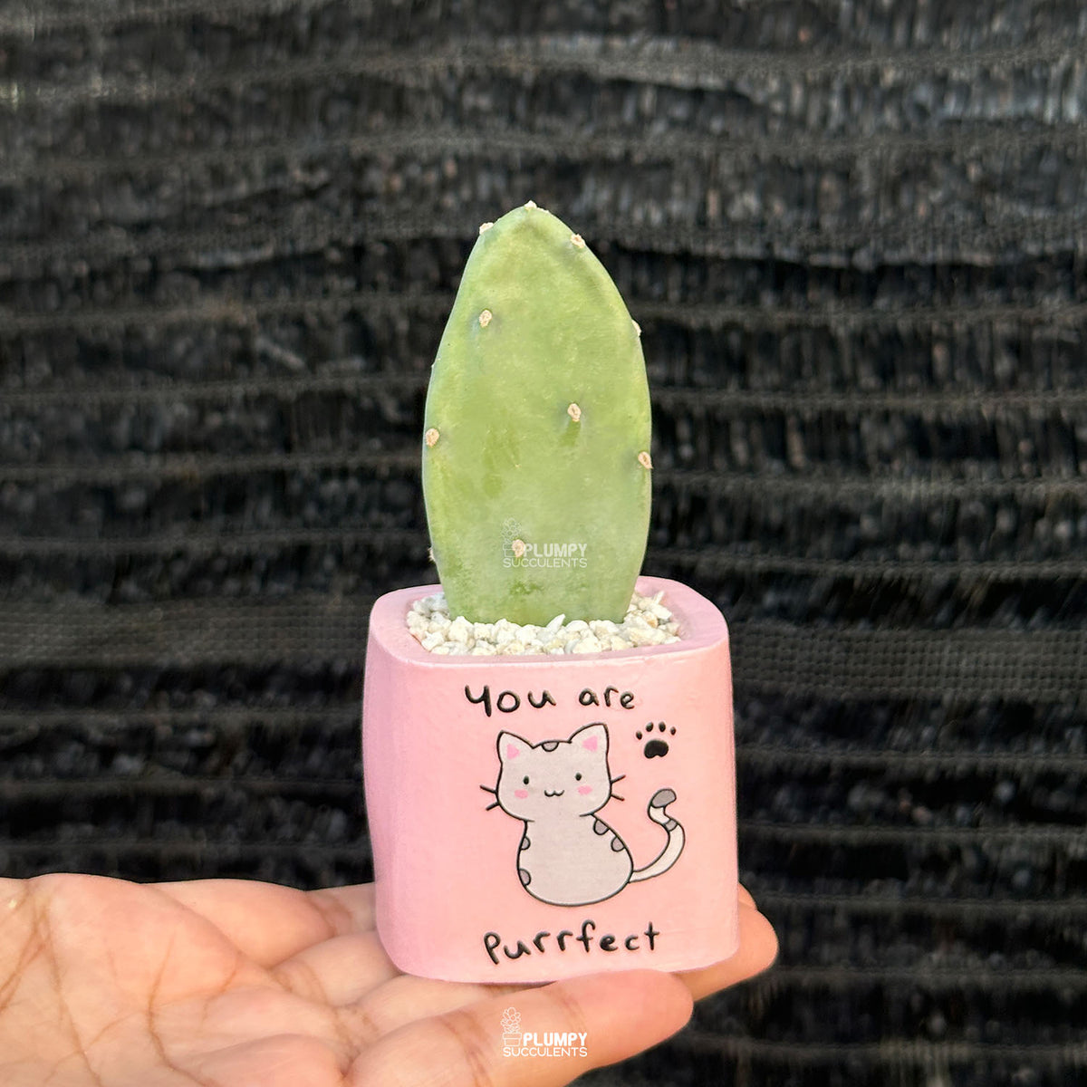 PINK – “You Are Purrfect” Planter