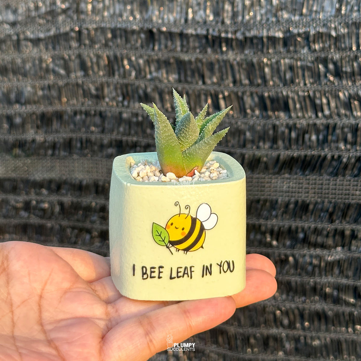Pastel Green — “I Bee-Leaf in You"
