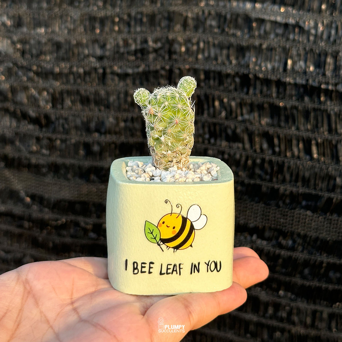 Pastel Green — “I Bee-Leaf in You"