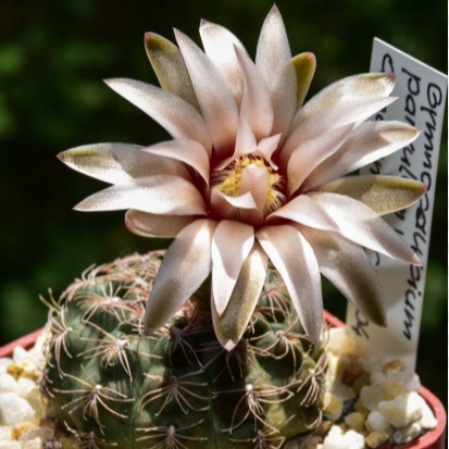 Cactus with a blooming flower in a pot with pebbles