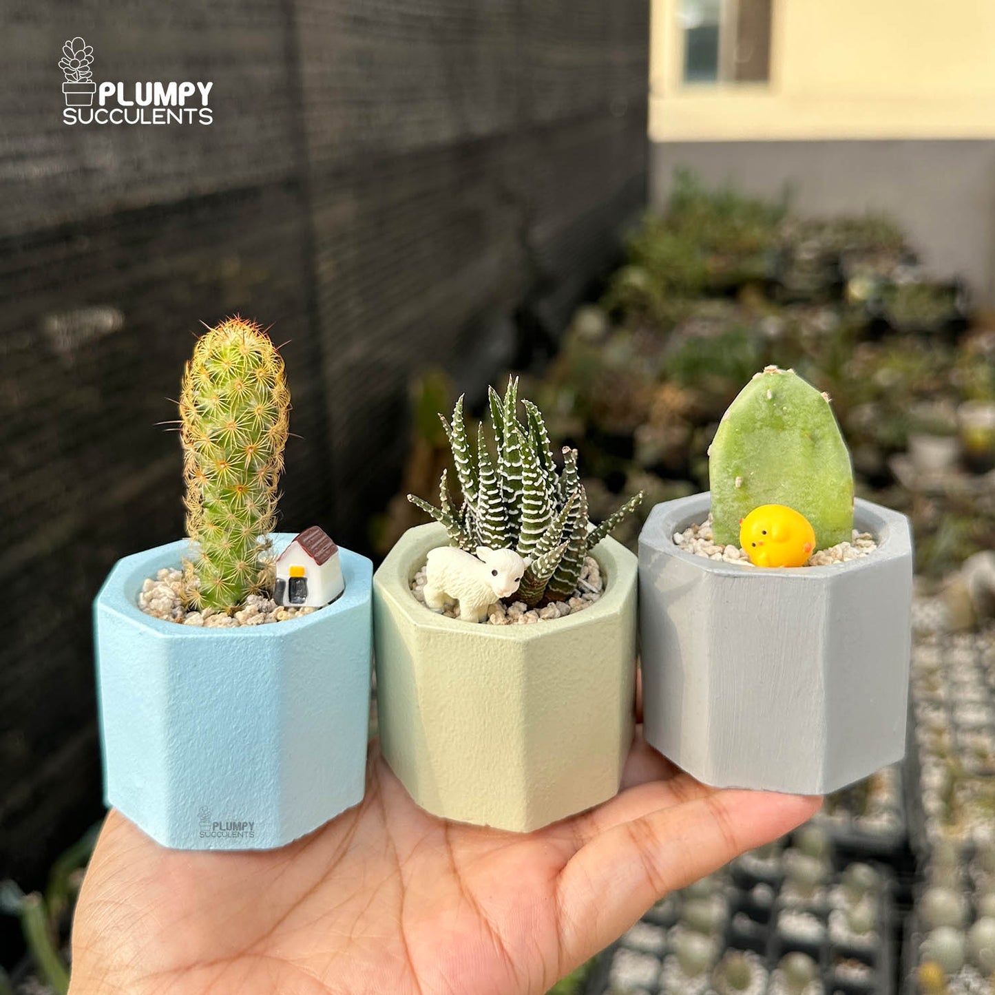 PASTEL GARDEN TRIO — Set of 3 Mini Succulent & Cactus Planters