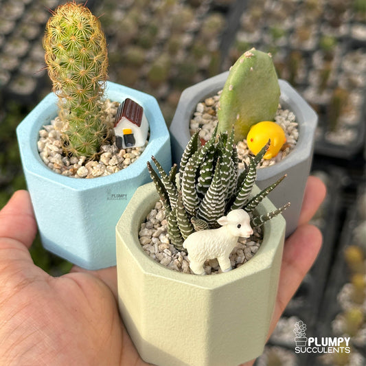 PASTEL GARDEN TRIO — Set of 3 Mini Succulent & Cactus Planters
