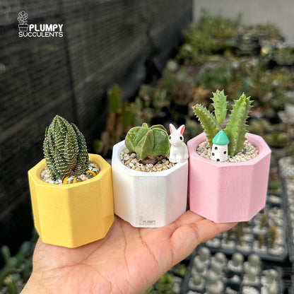 PASTEL HAPPINESS TRIO — Set of 3 Mini Succulent & Cactus Planters