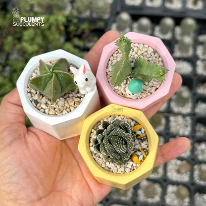 PASTEL HAPPINESS TRIO — Set of 3 Mini Succulent & Cactus Planters
