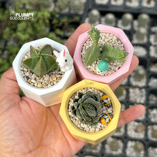 PASTEL HAPPINESS TRIO — Set of 3 Mini Succulent & Cactus Planters