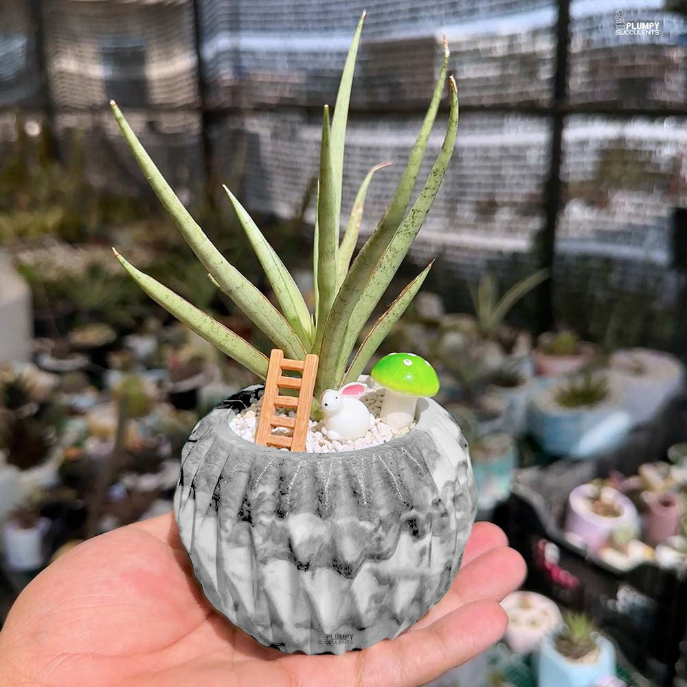 Sansevieria Lady Charm x Bella- Rabbit Land