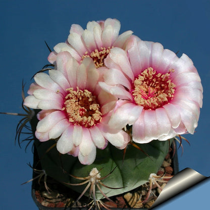 Pink white flowers on a cactus