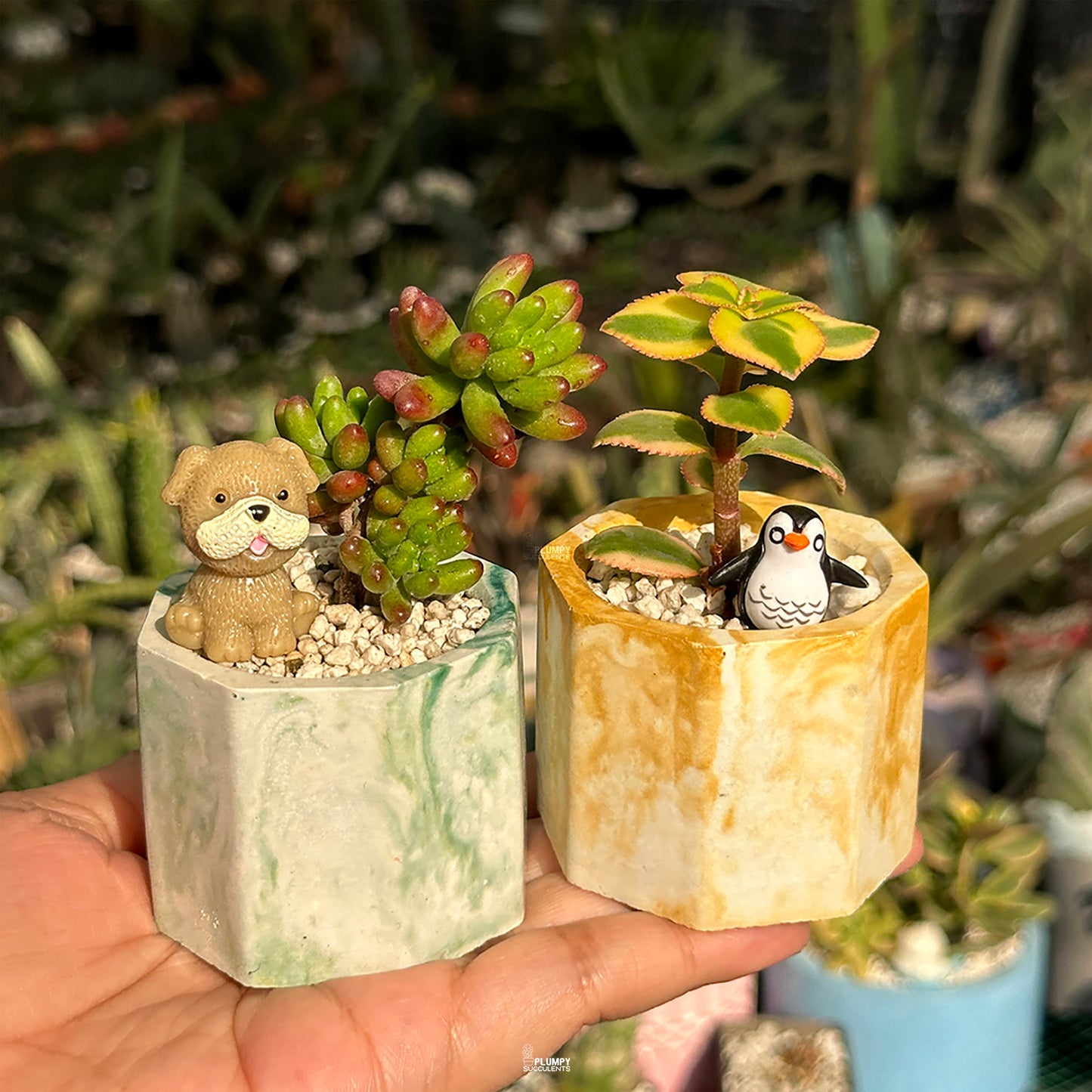 Mini Succulent Duo – Jelly Bean & Variegated Kalanchoe