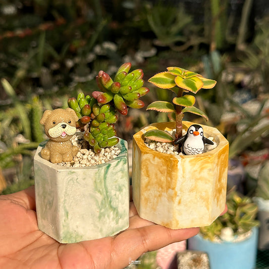 Mini Succulent Duo – Jelly Bean & Variegated Kalanchoe