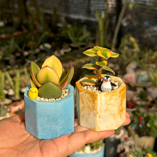 Mini Succulent Duo – Variegated Kalanchoe & Variegated Jade