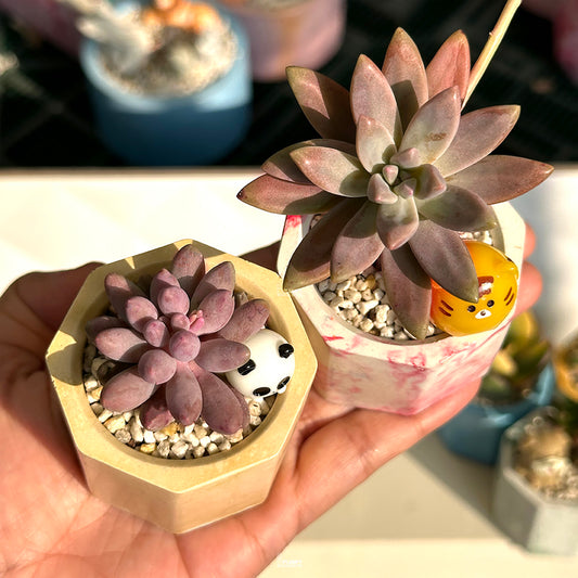 Mini Succulent Duo – Pachyphytum Baby Fingers & Sedum Darly Sunshine