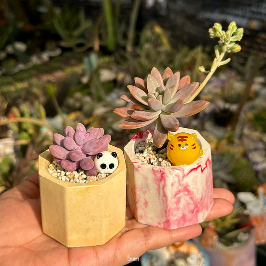 Mini Succulent Duo – Pachyphytum Baby Fingers & Sedum Darly Sunshine