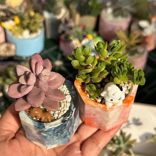 Mini Succulent Duo – Pink Moonstone & Green Groundcover