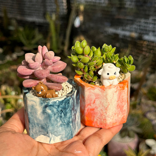 Mini Succulent Duo – Pink Moonstone & Green Groundcover