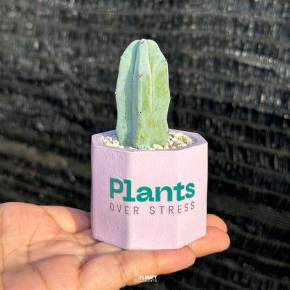 Plant Over Stress 💜