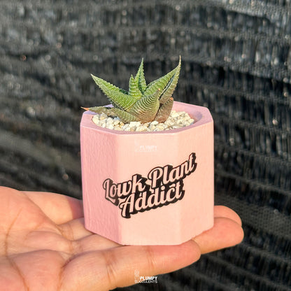 LOWK Plant Addict