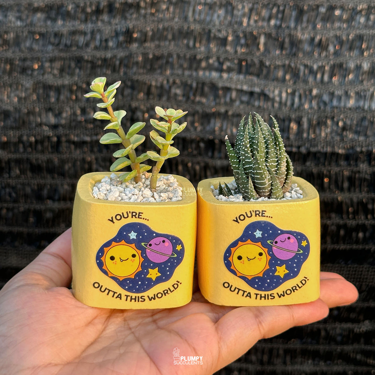 YELLOW – “Joy & Sunshine Planter”