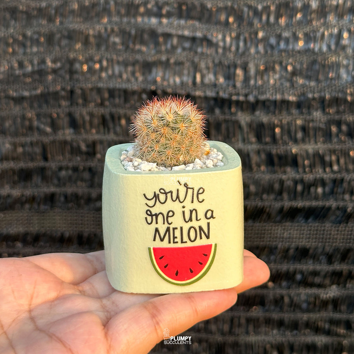 GREEN – “You’re One in a Melon” Planter