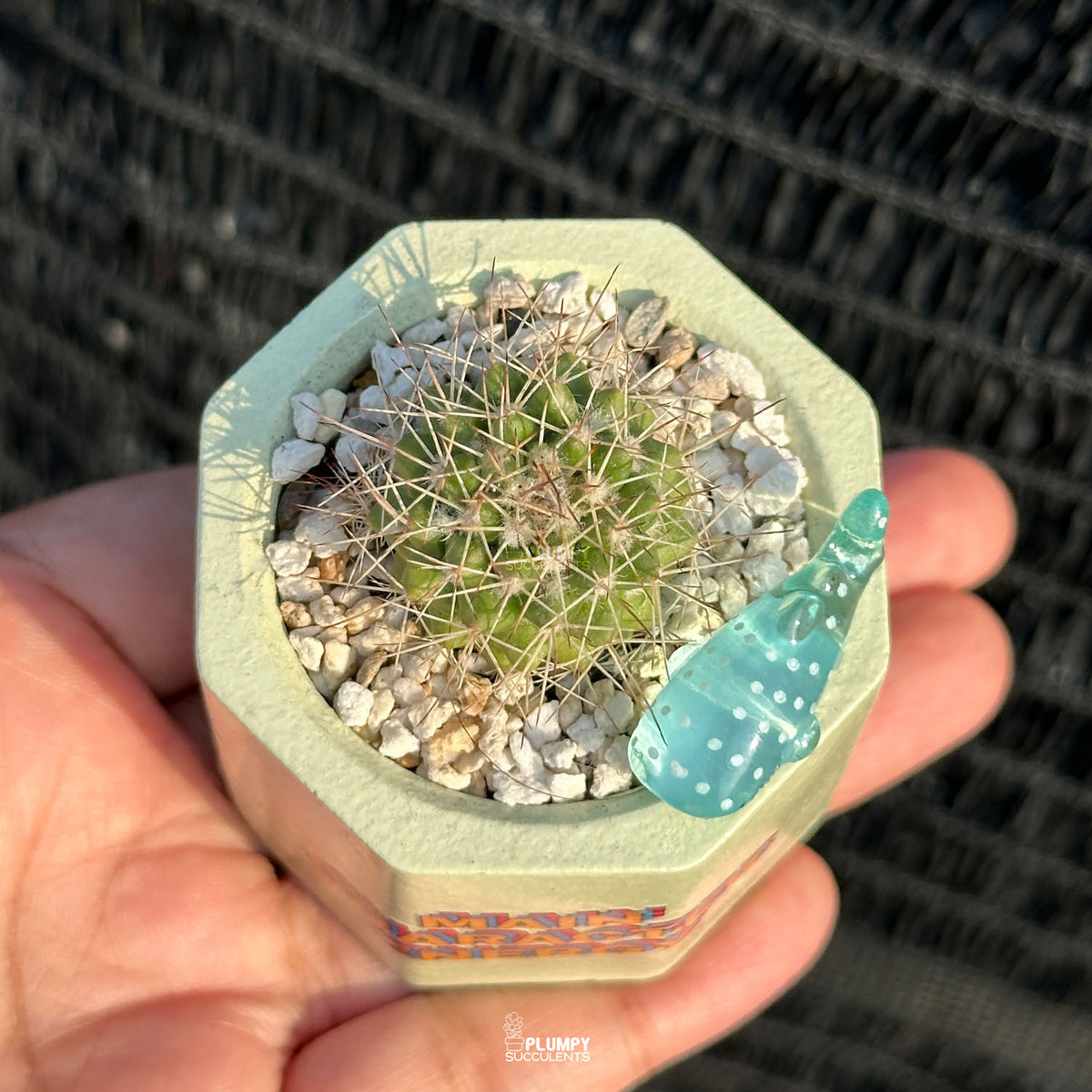 "Main Character Energy" Planter