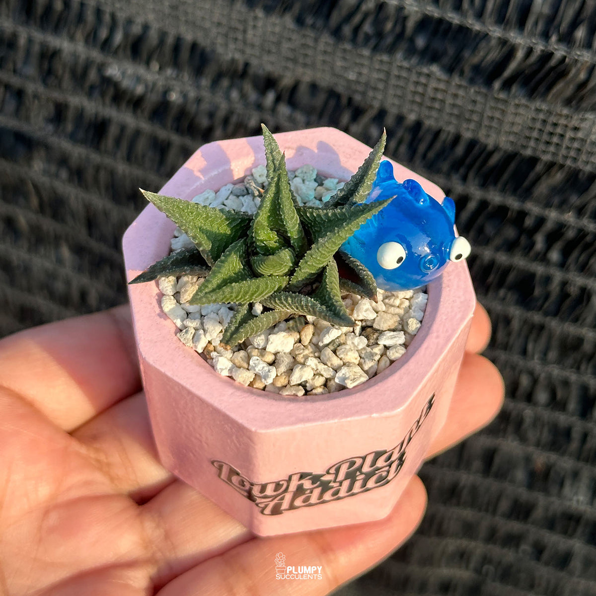LOWK Plant Addict