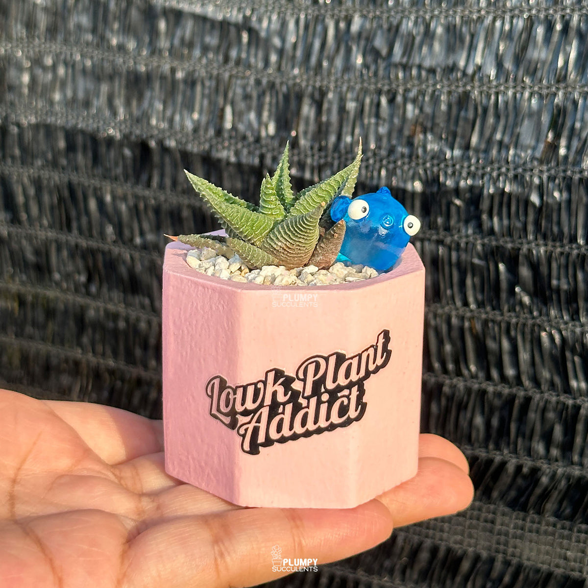 LOWK Plant Addict