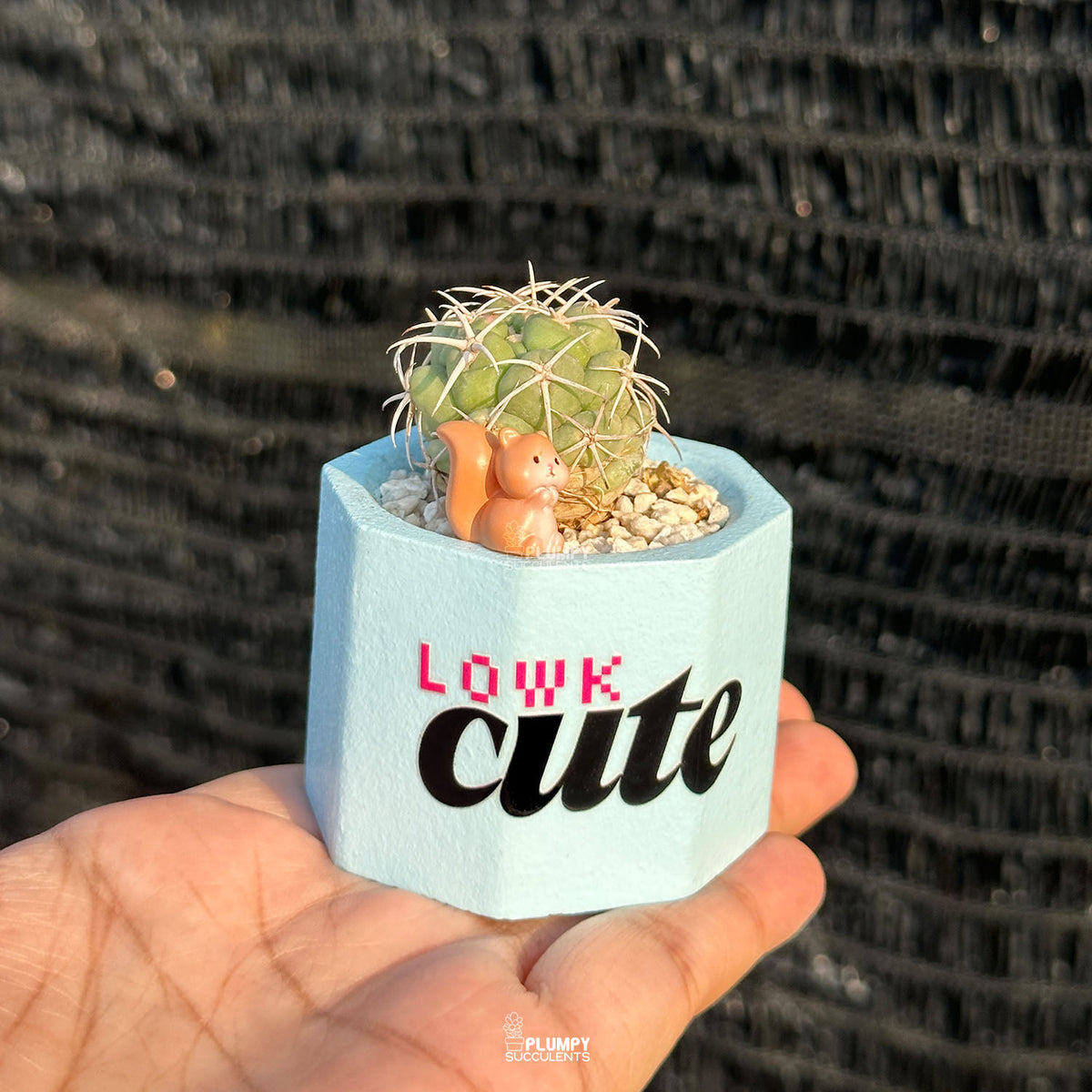 LOWK Cute