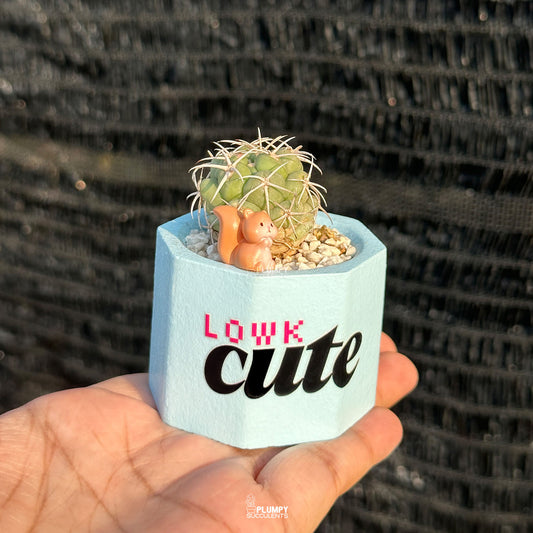 LOWK Cute