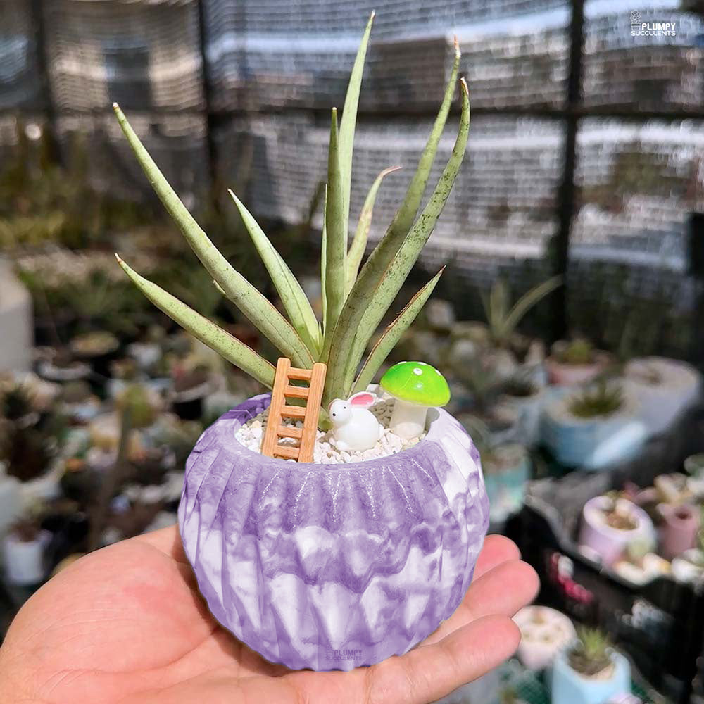 Sansevieria Lady Charm x Bella- Rabbit Land