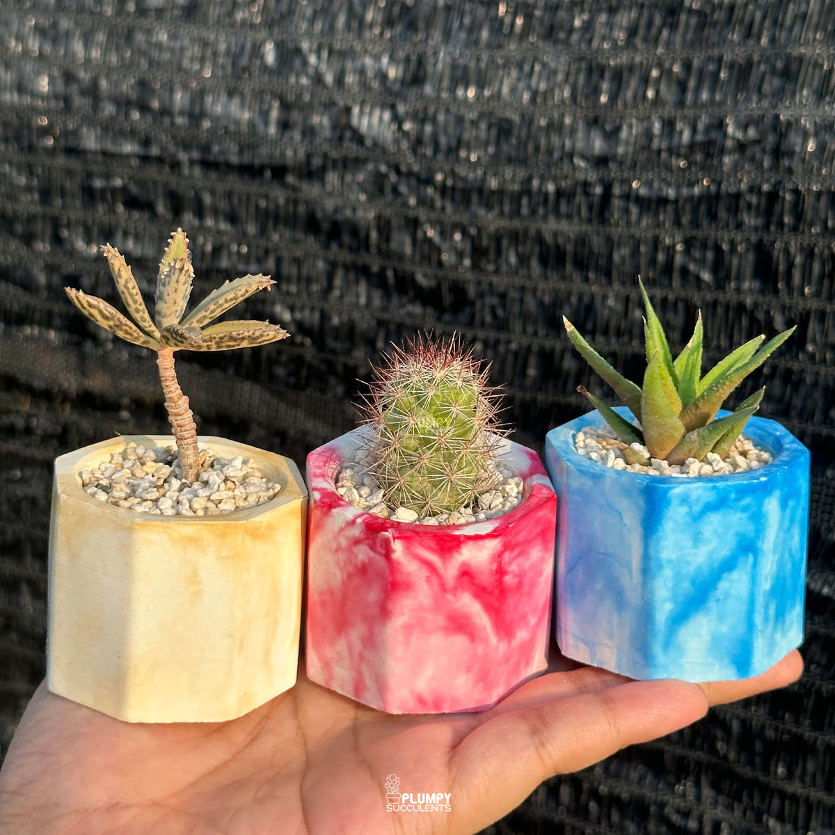 MARBLY TRIO DISCOVERY SET — Set of 3 Mini Succulent & Cactus Planters