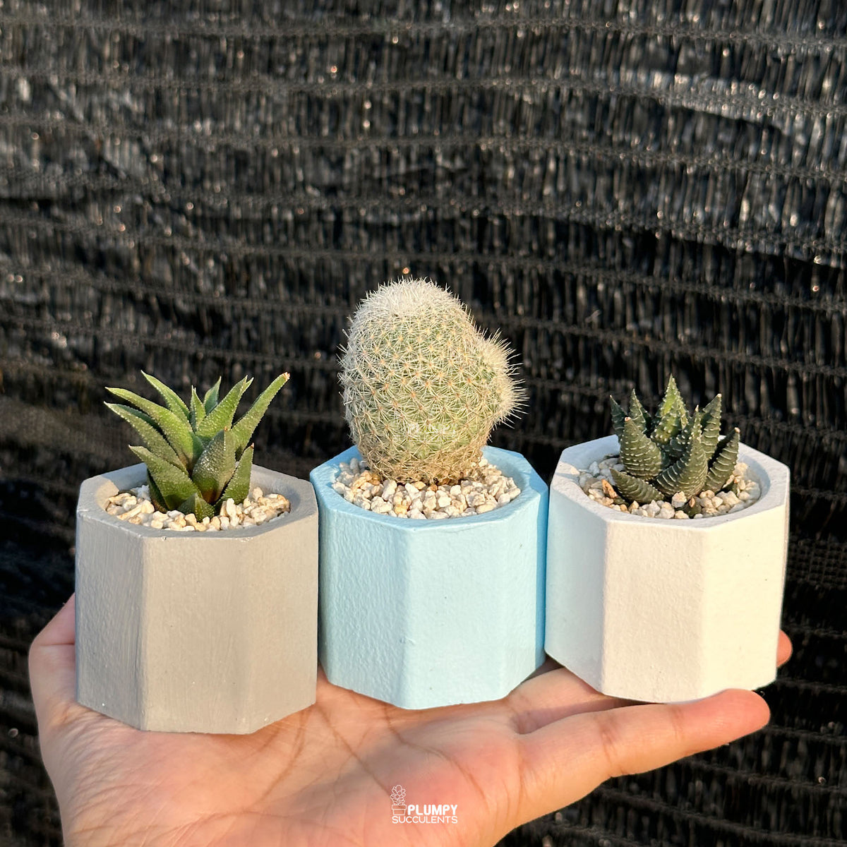 HAPPY PLANTS DISCOVERY TRIO — Set of 3 Mini Succulent & Cactus Planters
