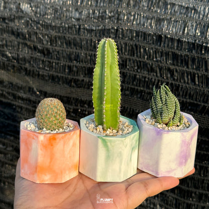 MARBLY HAPPINESS TRIO — Set of 3 Mini Succulent & Cactus Planters