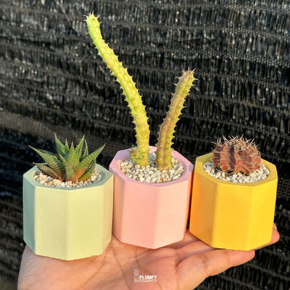 PASTEL HAPPINESS TRIO  — Set of 3 Mini Succulent & Cactus Planters