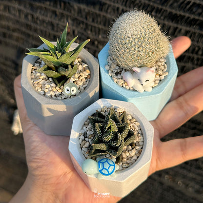 HAPPY PLANTS DISCOVERY TRIO — Set of 3 Mini Succulent & Cactus Planters