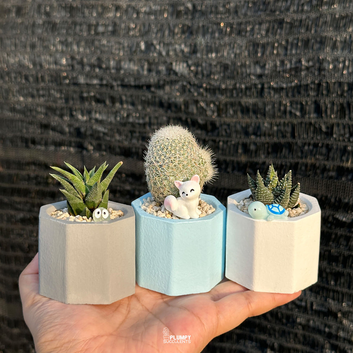 HAPPY PLANTS DISCOVERY TRIO — Set of 3 Mini Succulent & Cactus Planters