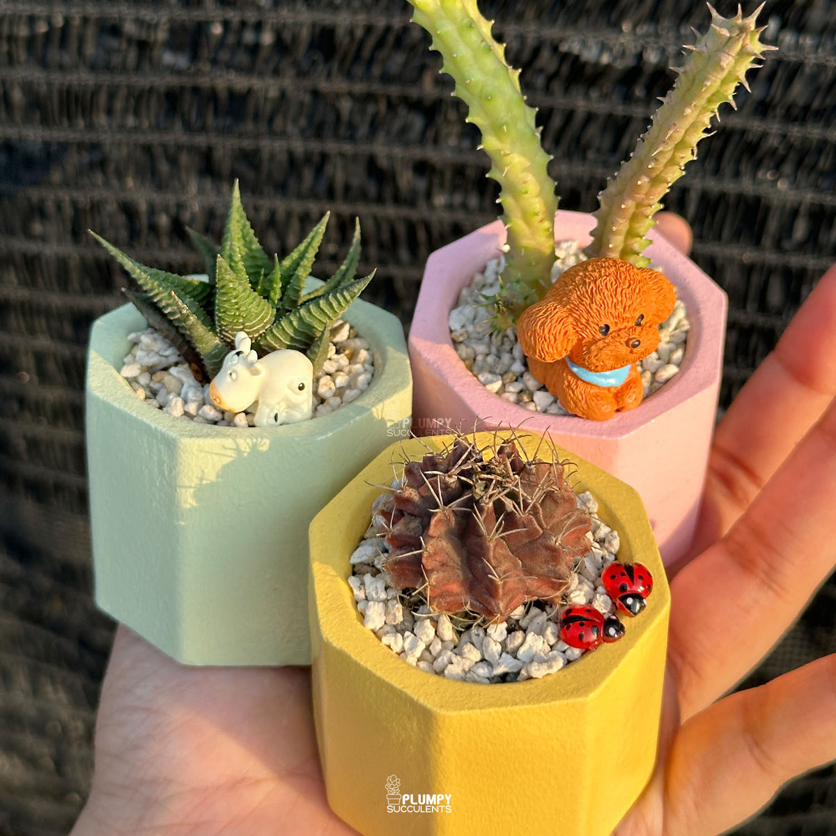 PASTEL HAPPINESS TRIO  — Set of 3 Mini Succulent & Cactus Planters