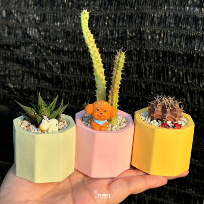 PASTEL HAPPINESS TRIO  — Set of 3 Mini Succulent & Cactus Planters