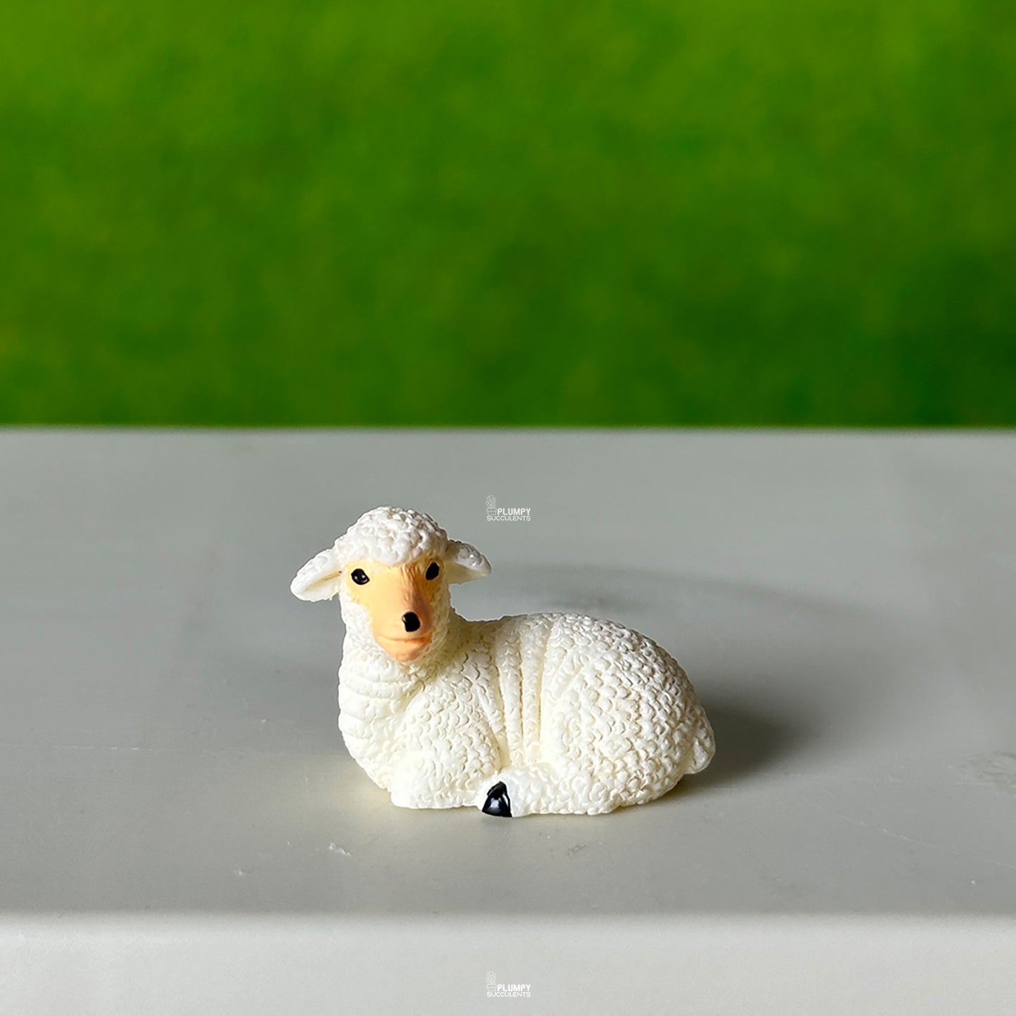 Sheep