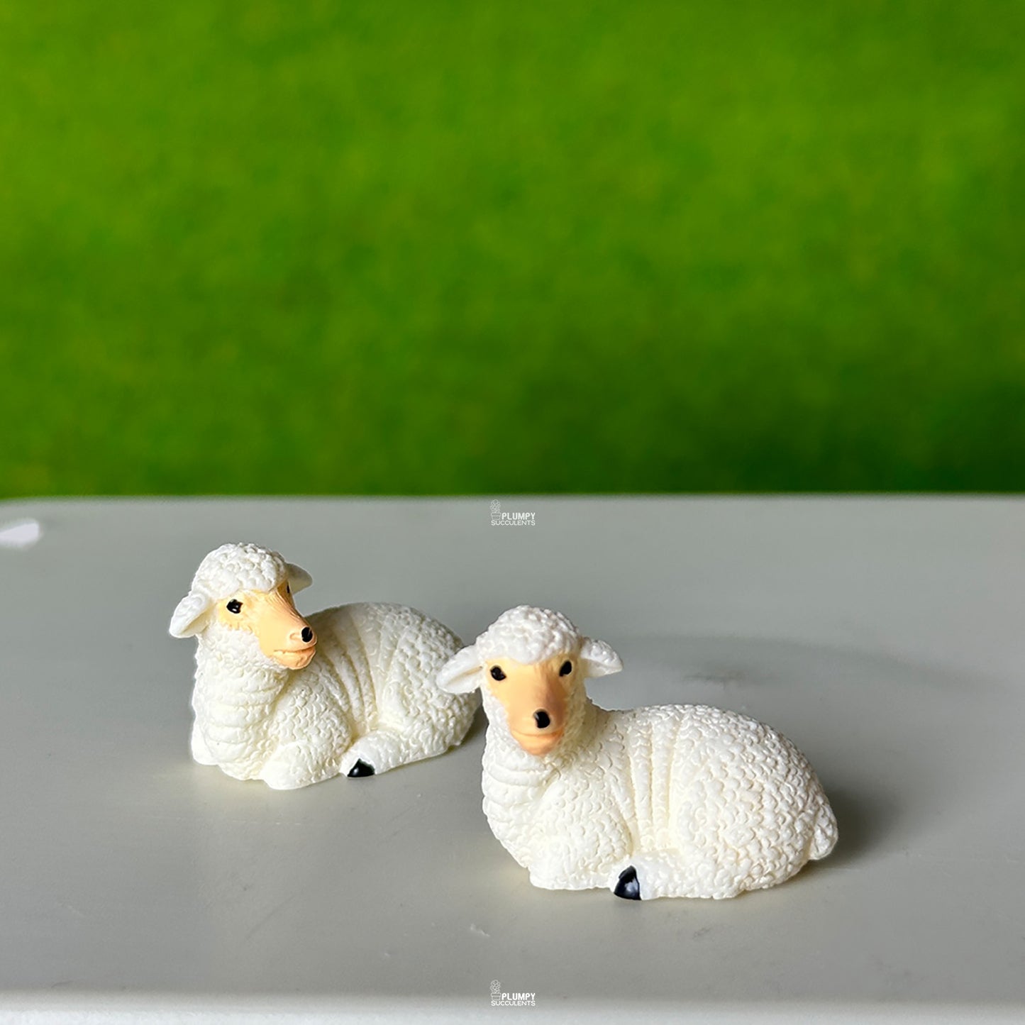 Sheep
