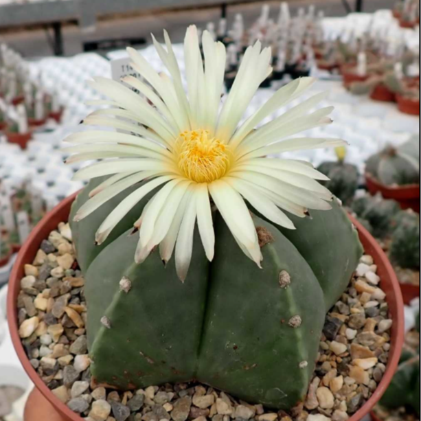 Cactus with a blooming white flower in a pot with pebbles.
