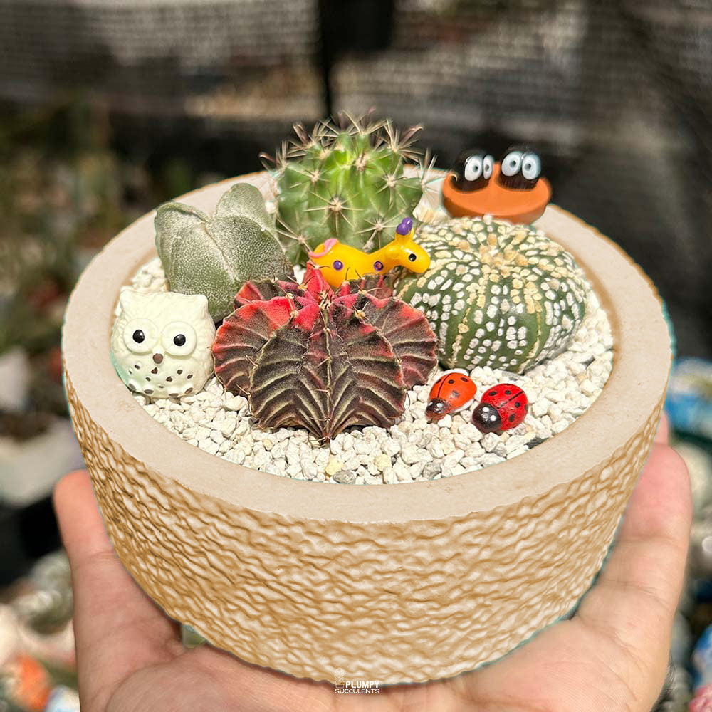 Cactus Garden ( Cactus Fairy Garden)
